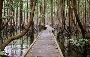Menyusuri Jalur Ulin Bontang Mangrove Park, Wahana Liburan Murah Ramah Ekologi
