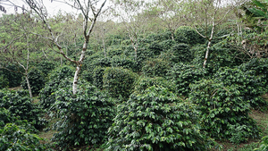 Bukan Cuma Kopi Gayo, Ini Deretan Komoditas Perkebunan Unggulan Aceh Tengah