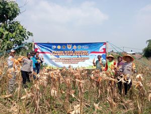 Panen Raya Jagung Hibrida di Bungursari, Bukti Nyata Sinergi Polri dan Petani Perkuat Ketahanan Pangan