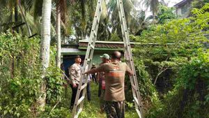 Pria di Aceh Besar Meninggal Dunia Usai Terjatuh dari Pohon Kelapa