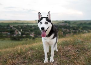 Bikin Geram! Anjing Husky Diduga Dibacok OTK di Tambun Bekasi, Pelaku Diburu Polisi