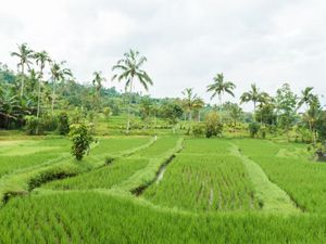 Bukan Sekadar Slogan Sekolah, Ini Alasan Faktual Indonesia Disebut Negara Agraris!