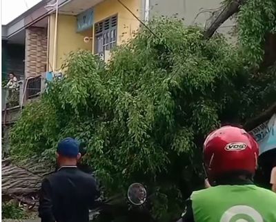 Pohon Beringin Legend di Cengkareng Ambruk, Diduga karena Hujan dan Angin Kencang