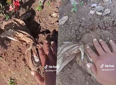 Viral di Medsos, Pocong Terkubur Muncul ke Permukaan Kuburan di Jember