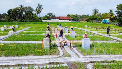 Banyuwangi Jadi Pionir Industri Beras Biofortifikasi Terintegrasi Nasional dengan Sunwangi