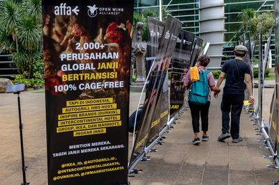 Act for Farmed Animals Adakan Pameran Mengungkap Masalah Utama dari Industri Telur Global