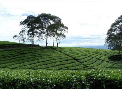 5 Rekomendasi Tempat Wisata di Pagar Alam yang Seru dan Udaranya Sejuk