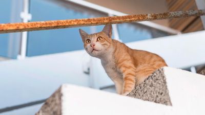 Cat Lovers Wajib Tahu! Ini Mitos Populer tentang Sifat Kucing Berdasarkan Warna Bulu