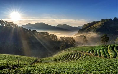 7 Puisi Singkat Tentang Kebun Teh, Bikin Adem Jiwa dan Pikiran