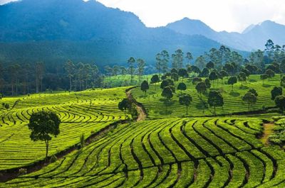 30 Ide Caption Aesthetic untuk Foto di Kebun Teh