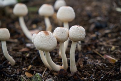 Psilocybin 2025: Dari Terapi Mental Sampai Gaya Hidup Digital Gen Z