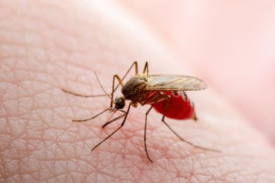 Dua Daerah di Gorontalo Berstatus Tanggap Darurat KLB Malaria, Aktivitas Tambang Ilegal Disorot