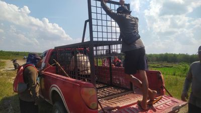 Konflik Harimau di Pelalawan, Sampali Kembali Muncul di Pemukiman Warga