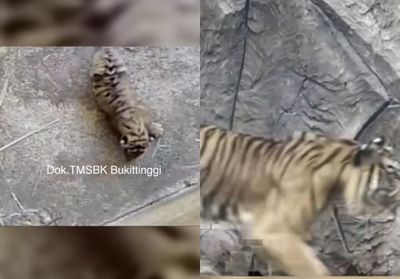 Viral Anak Harimau Sumatra Mati karena Malnutrisi, TMSBK Bukittinggi Jadi Sorotan