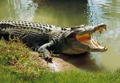 Penambang di Bangka Tewas Diterkam Buaya, Berikut Tips Menyelamatkan Diri dari Serangan Predator