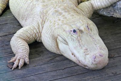 5 Arti Mimpi Buaya Putih Menurut Primbon Jawa, Pertanda Rezeki?