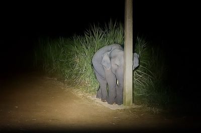 Potret Menggemaskan Bayi Gajah Coba Sembunyi di Balik Tiang Bikin Warganet Geli