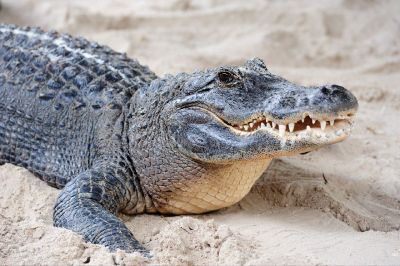Mitos Buaya Kembaran Manusia di Sulawesi: Kepercayaan Bugis Setiap Individu Punya Saudara Kembar Reptil Air