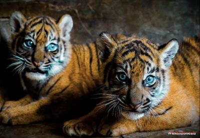 Gemas Banget! Potret Rizki dan Lestari, Bayi Harimau Sumatera yang Baru Lahir di Kinantan Zoo