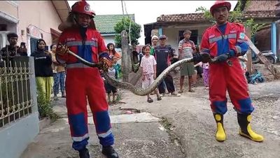 Ular Sanca Masuk Rumah Warga di Jelutung, Petugas Damkar Sigap Lakukan Evakuasi
