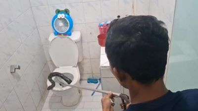 Ular Sanca 2 Meter Ditemukan di Dalam Kloset Rumah Warga di Jambi