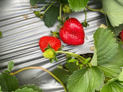 Catat Tanggalnya, Ini Waktu Terbaik Petik Strawberry di Sembalun