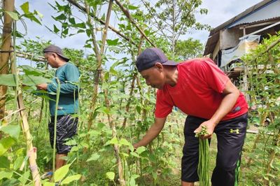 Dari Balik Jeruji ke Dapur Warga: Cerita Sayur Segar Lapas Pohuwato yang Laris Manis