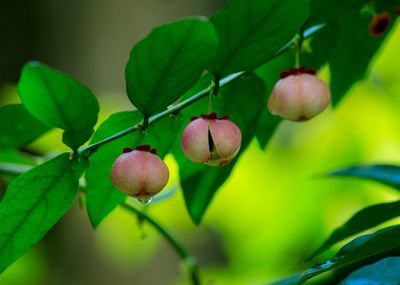 5 Khasiat Daun Katuk untuk Kesehatan, Bukan Sekadar Pelancar ASI!