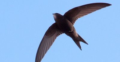 Kisah Kiai Surti di Balik Tradisi Sakral Panen Sarang Burung Walet Kebumen