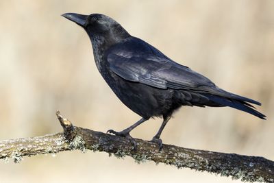5 Arti Mimpi Melihat Burung Gagak Menurut Islam, Pertanda Buruk?