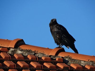 5 Arti Mimpi Burung Masuk Rumah Menurut Primbon Jawa, Tanda Apa?