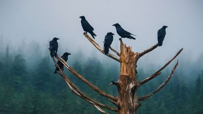 Penelitian: Sama Seperti Manusia, Burung Berbicara dengan Kata Singkat!