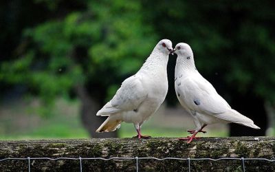 7 Arti Mimpi Burung Merpati Menurut Primbon Jawa, Tanda Cinta?