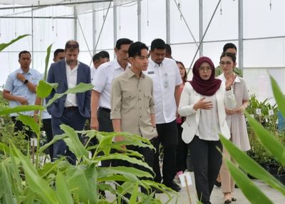 Wapres Gibran: Kemenyan Sama Berharganya dengan Nikel, Bahan Rahasia Parfum Mewah Dunia