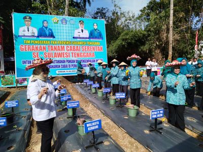 Kendari Jadi Pelopor Tanam Cabai Serentak untuk Kendalikan Inflasi Sultra