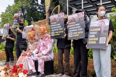 Aktivis Perlindungan Hewan Mendesak Bisnis Perhotelan Mewah untuk Mengadopsi Kebijakan Telur Bebas Sangkar