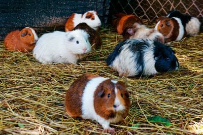 40 Ide Nama Hamster yang Lucu, Imut dan Menggemaskan