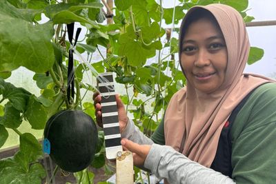 Heboh, Mahasiswa UB Temukan Melon Hitam Langka, Indonesia Jadi Negara Kedua di Dunia!