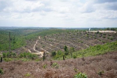 Kades di Riau Jadi Tersangka, Polisi Ungkap Peran Dalam Skandal Pembakaran Hutan