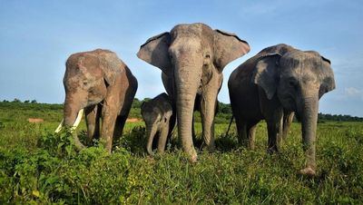 Prabowo Tawarkan Lahan Konservasi Gajah, Pakar UGM Soroti Hal Ini