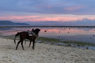 Didominasi Asing, Wisatawan ke Gili Tramena Tembus 3.500 Per Hari