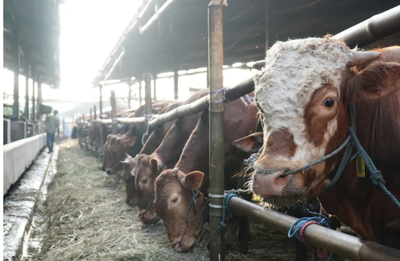 Demi Jaga Pasokan Daging, Dharma Jaya Datangkan Ratusan Sapi dari Australia