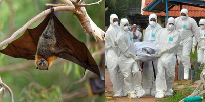 Virus Nipah Kembali Makan Korban di India, WHO Peringatkan Potensi Pandemi