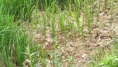 Kemarau Panjang, Sejumlah Sawah di Batanghari Mulai Alami Kekeringan dan Terancam Gagal Panen