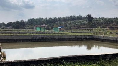 Musim Kemarau, Puluhan Indukan Ikan Nila Mati di Balai Benih Sungai Alai Tebo