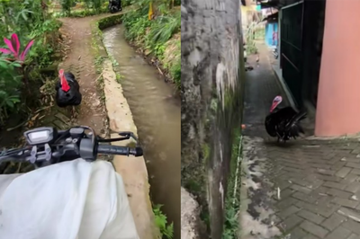 Viral! Kurir Lari Selamatkan Diri Ketika Dihadang Kalkun Saat Antar Paket Pelanggan, Netizen : Pantes Paketku Tertunda