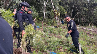 Dua Hektare Ladang Ganja di Hutan Madina Dimusnahkan BNNP Sumut dan Brimob
