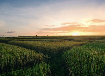 Rantai Makanan di Sawah dan Perannya dalam Keseimbangan Ekosistem