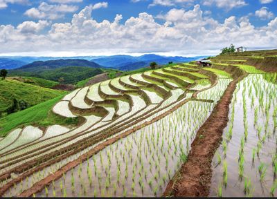 17 Caption Singkat tentang Sawah dalam Bahasa Inggris, Biar Feed Instagram Kamu Makin Estetik!