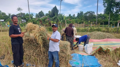 Harga Gabah di Aceh Besar Tembus Rp9.000 kg, Petani Gembira Meski Produksi Turun